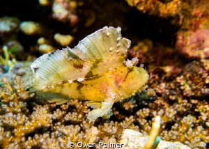 I found this spectacular Leaf Scorpionfish chilling on so... by Owen Palmer 